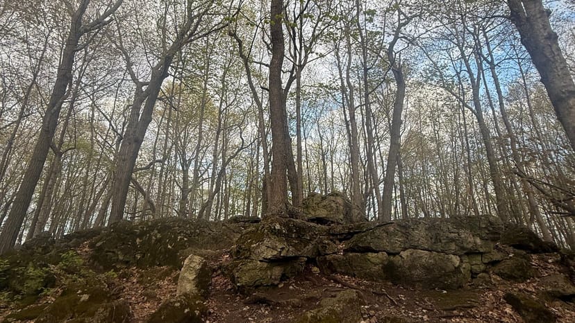Reifer Laubwald mit moosigen Felsen im High Cliff State Park, Wisconsin