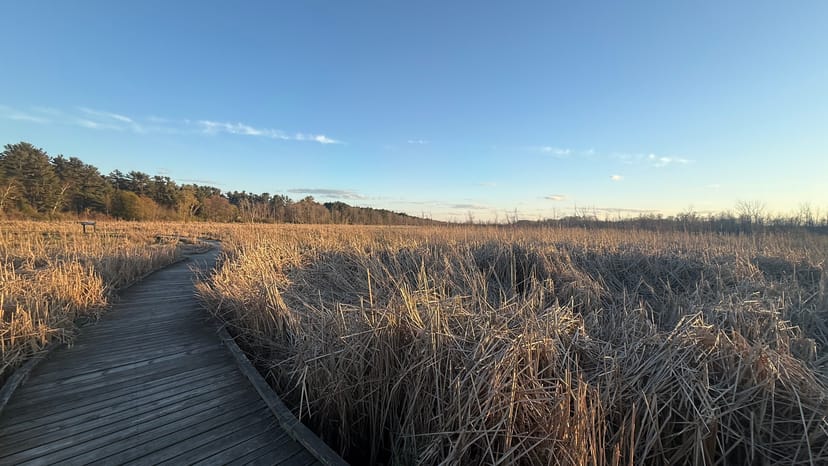 Steg durch goldenes Sumpfgras im Kohler-Andrae State Park, Wisconsin, nachmittägliches Licht