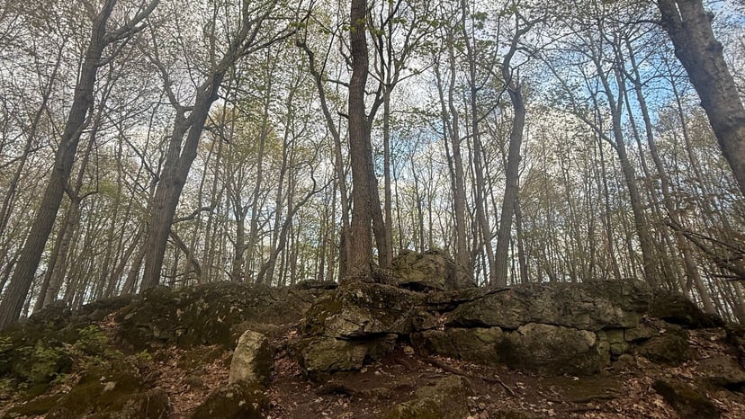 Mature hardwood forest with mossy rocks at High Cliff State Park, Wisconsin