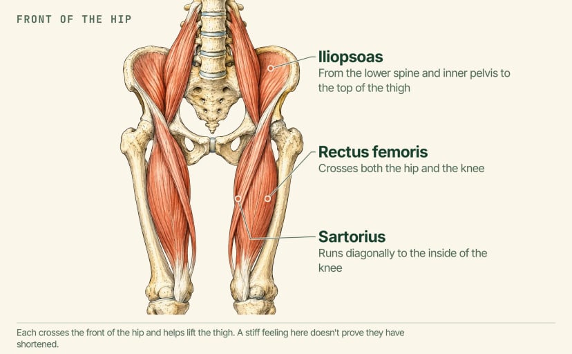 Anatomical illustration of the front of the pelvis and thighs, labelled: the iliopsoas running from the lower spine and inner pelvis to the thigh, the rectus femoris crossing the hip and knee, and the sartorius running diagonally to the inside of the knee