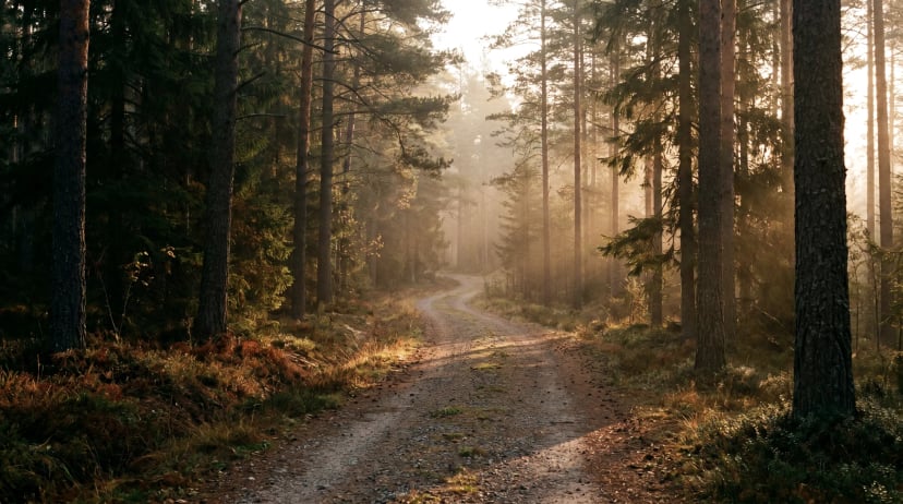 A pine forest road with green trees lining both sides